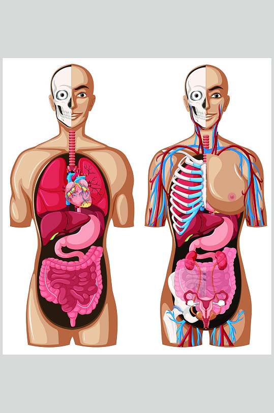 彩色简约器官人体构造图矢量素材