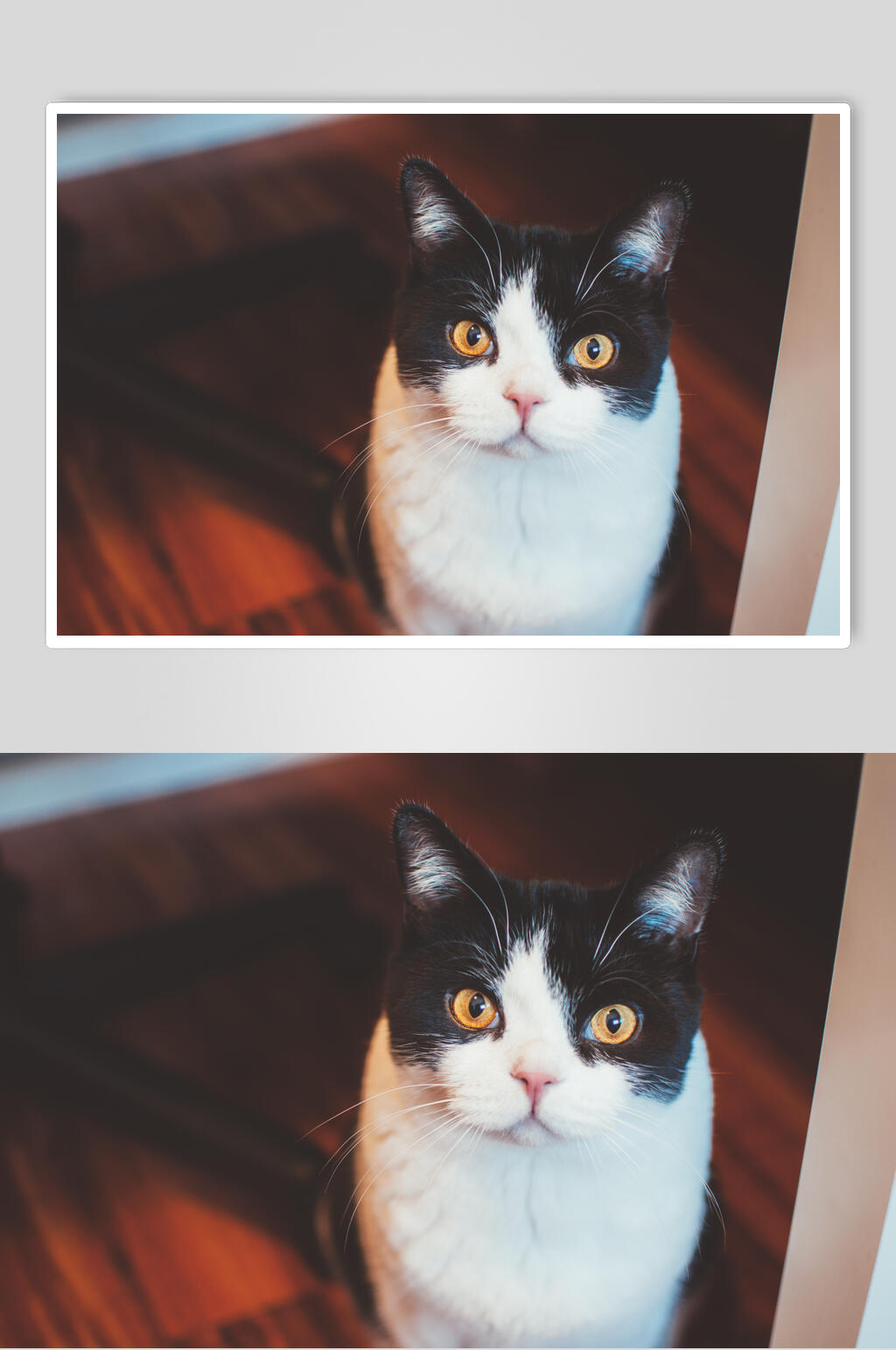 黑脸猫咪图片素材