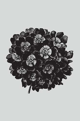 花朵黑色手绘植物蔬菜素描矢量素材
