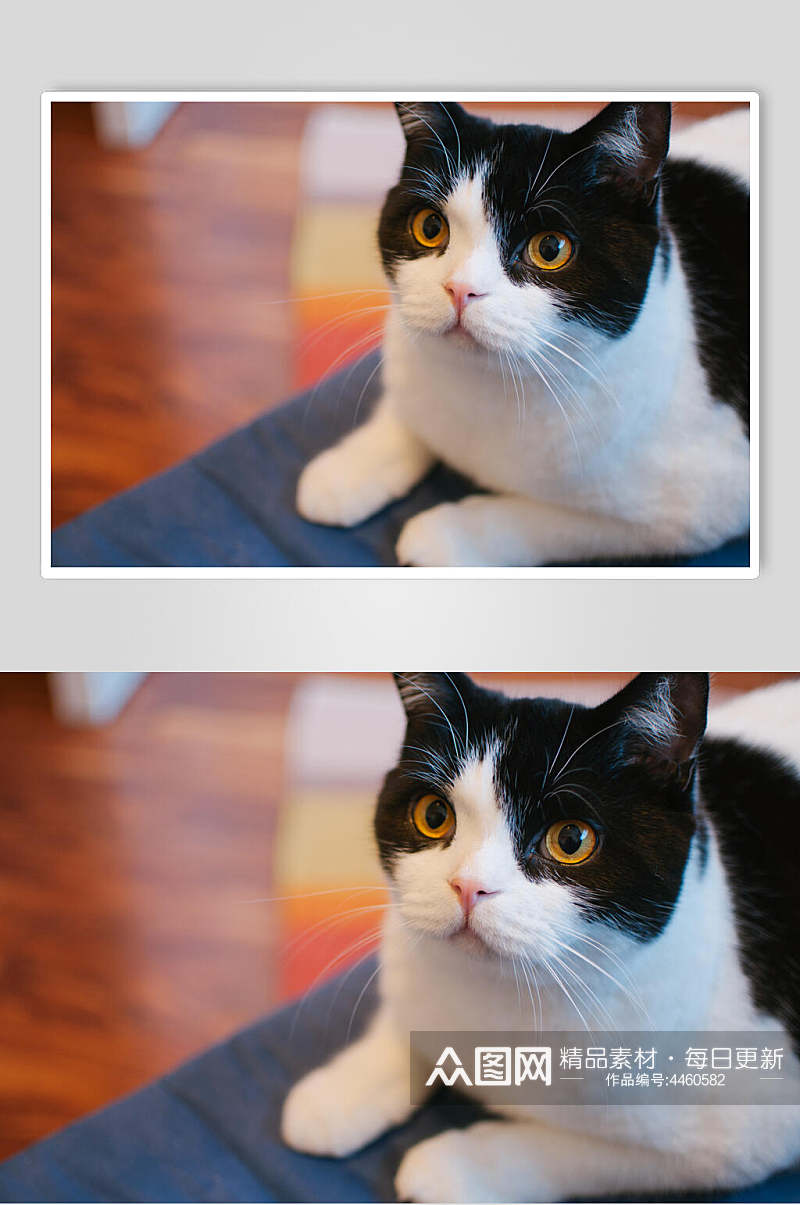 黑白猫猫咪图片素材