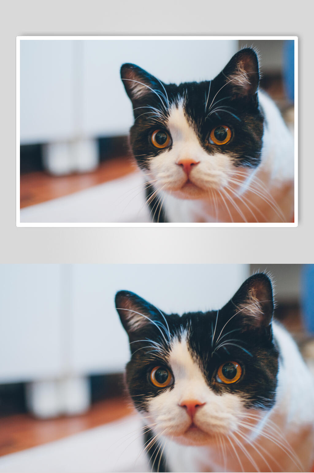 大眼睛猫咪图片素材