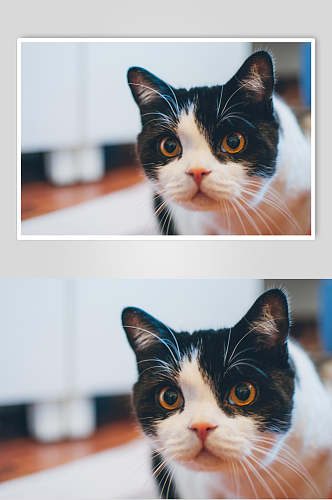 大眼睛猫咪图片