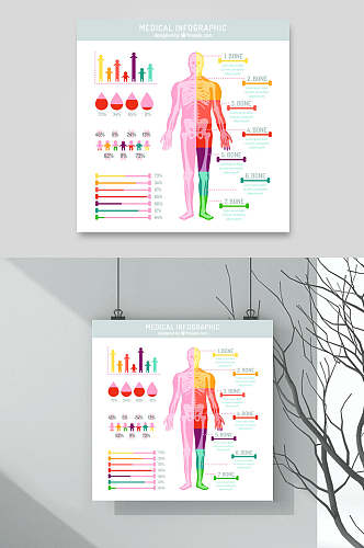 彩色人体骨骼医学挂图矢量素材