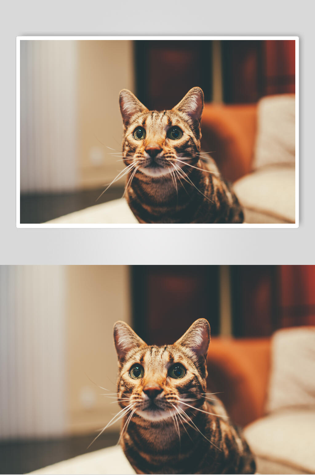 暖色可爱猫咪图片素材