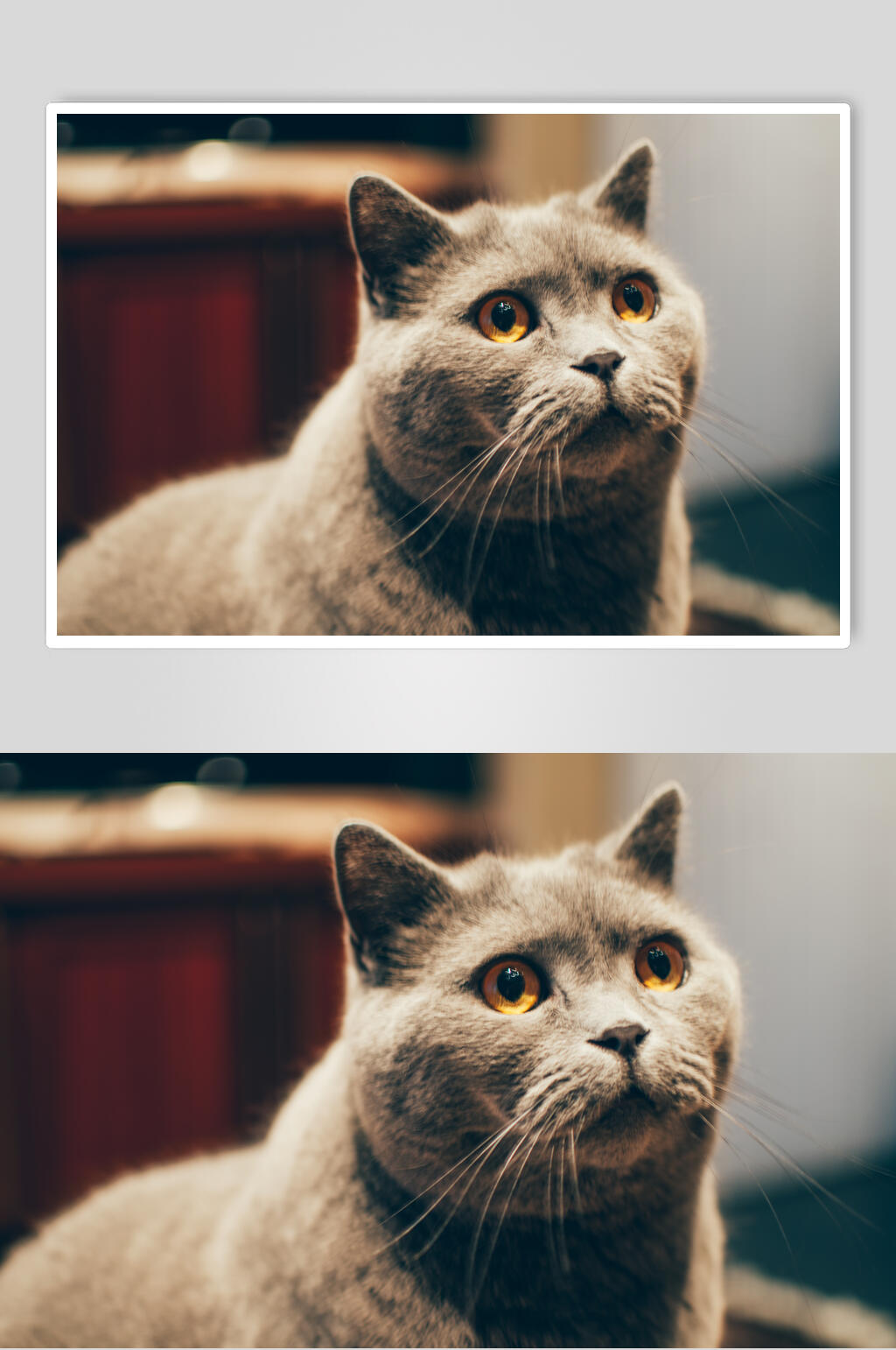 猫咪蓝猫图片素材