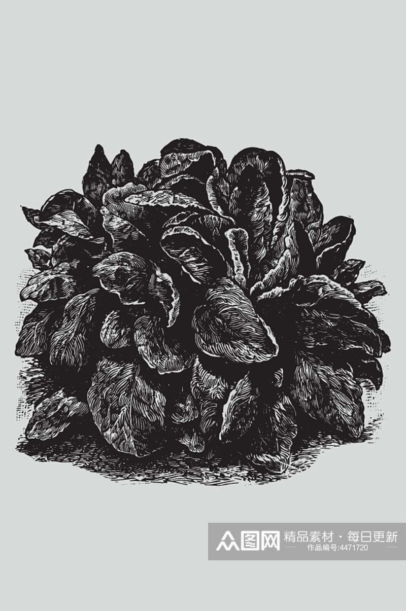 时尚线条黑色植物蔬菜素描矢量素材素材