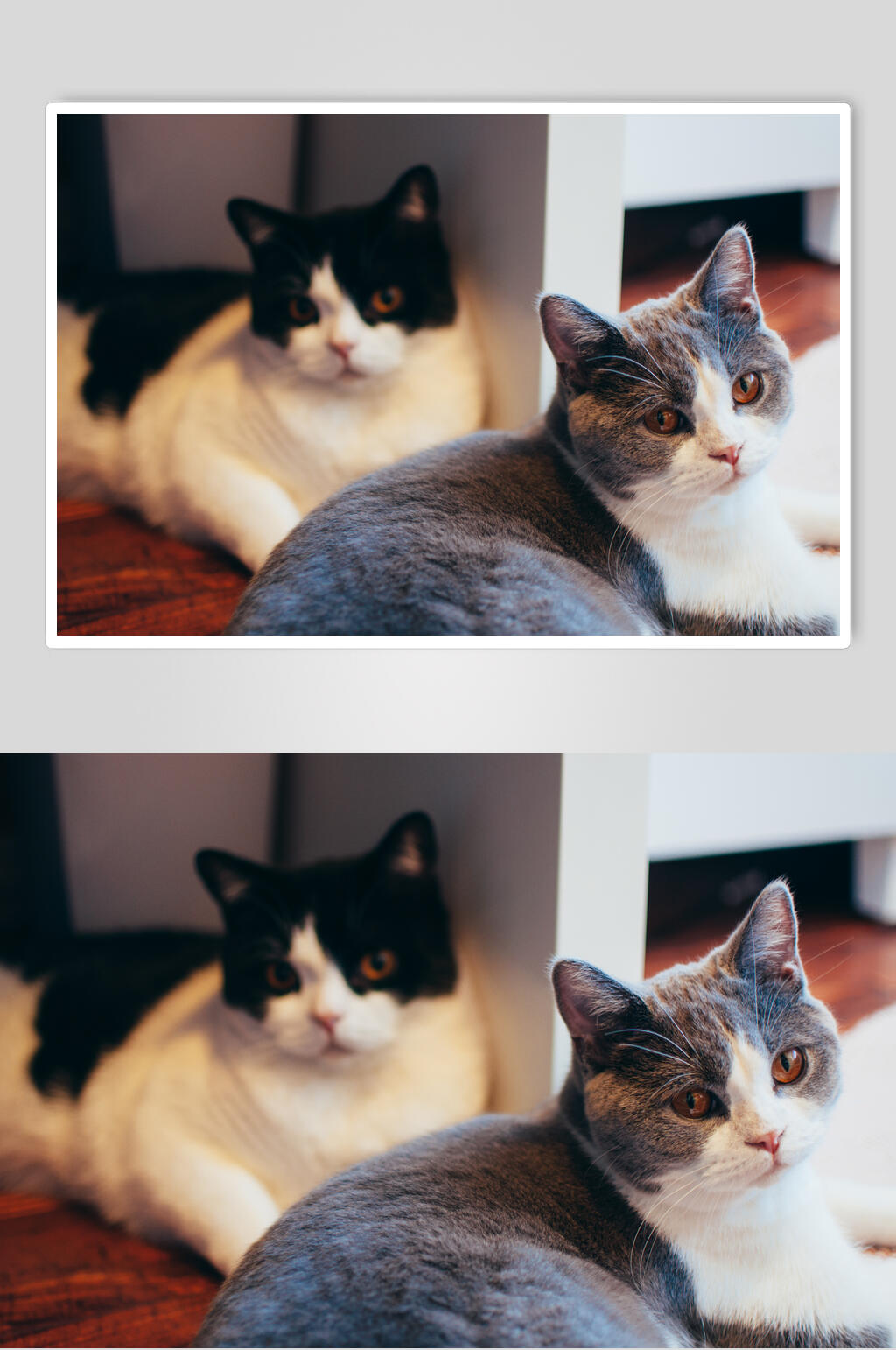 蓝猫猫咪图片素材