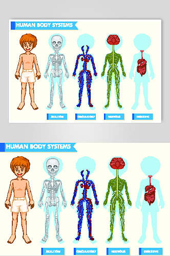 人体骨头黄蓝色人体构造图矢量素材