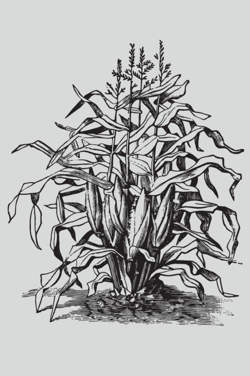 雅致手绘黑色植物蔬菜素描矢量素材素材