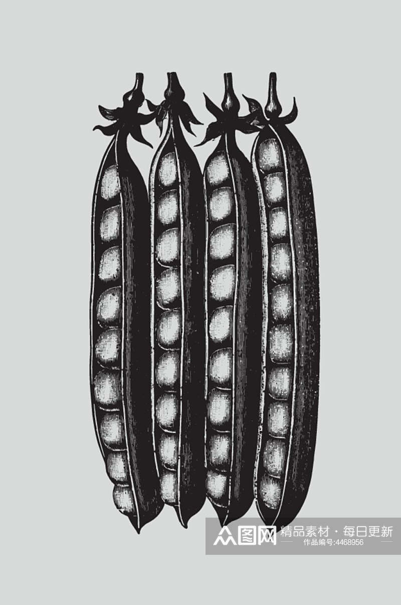 扁豆黑色手绘植物蔬菜素描矢量素材素材