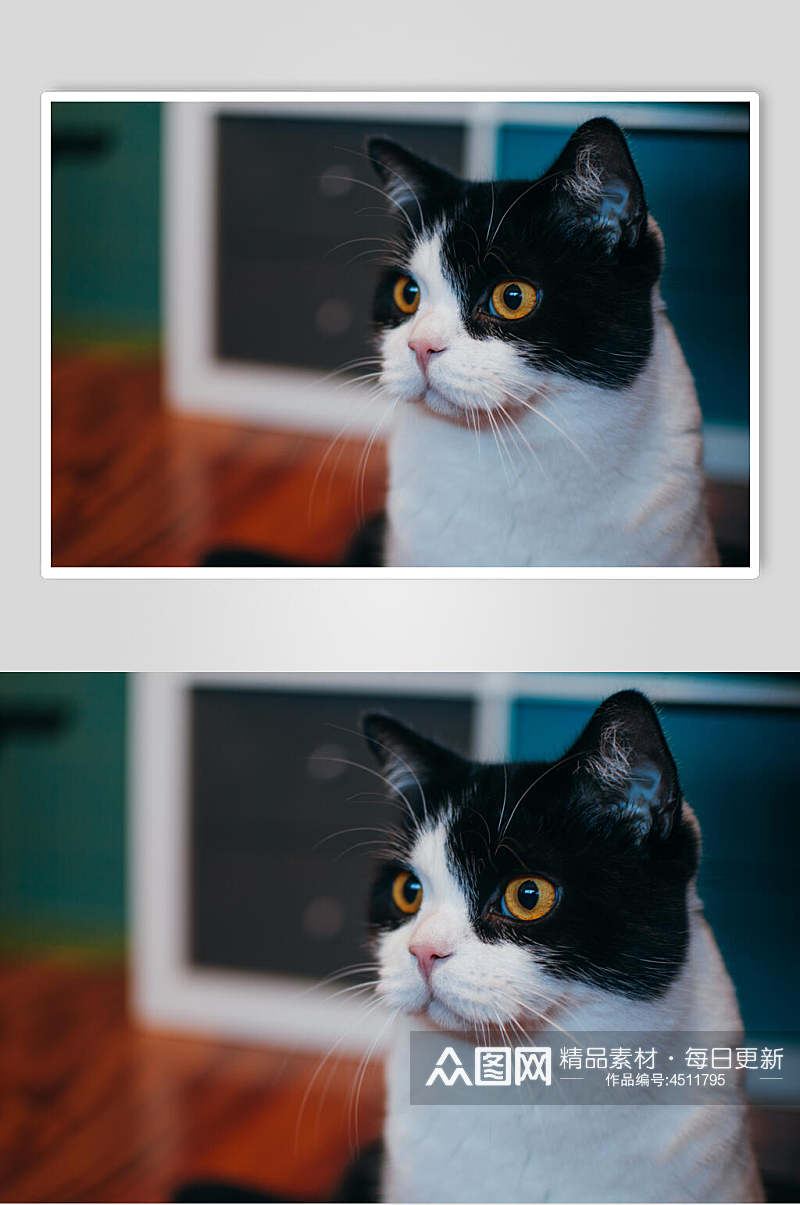 侧脸黑白猫咪图片素材