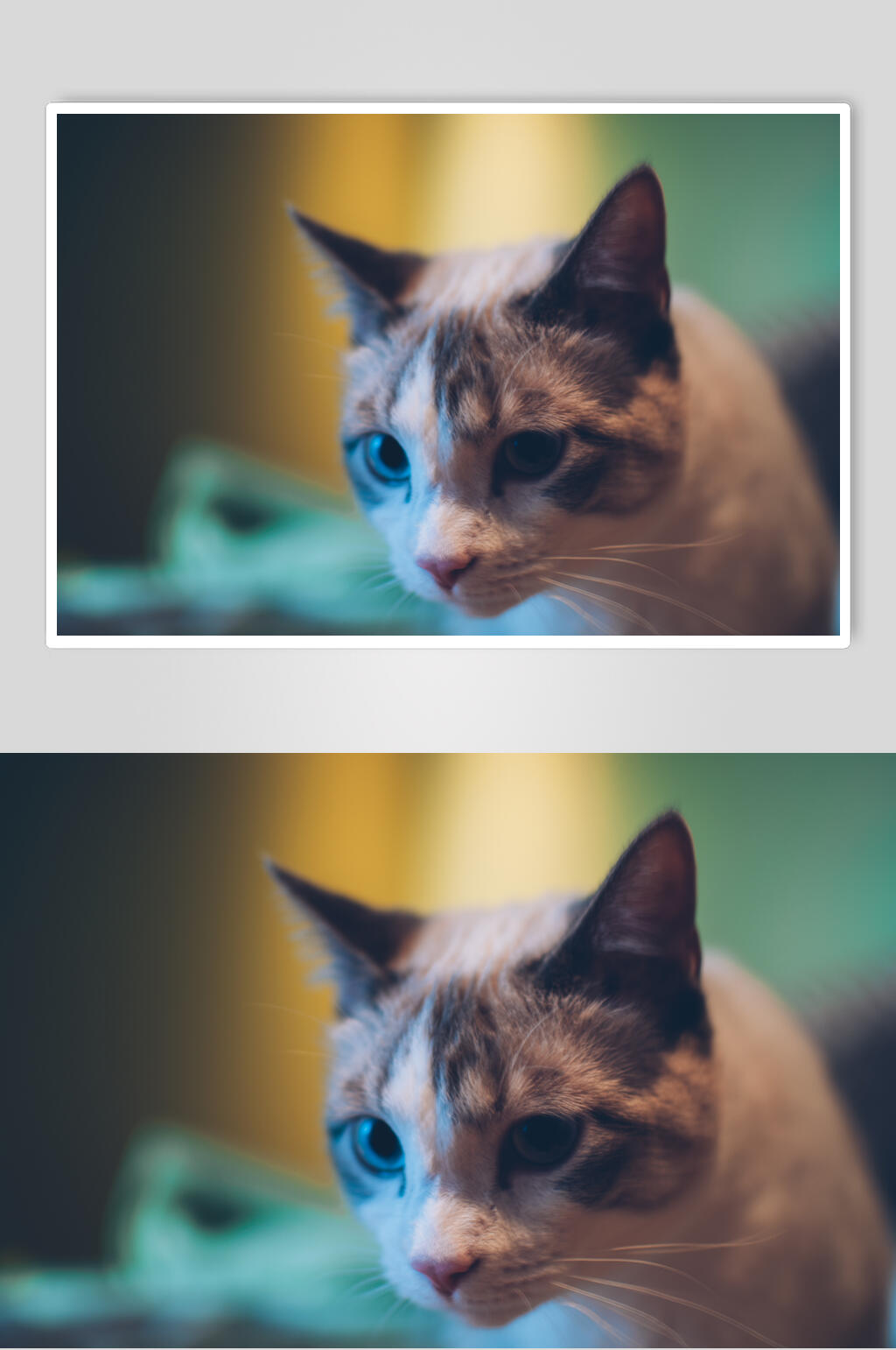 可爱猫咪图片素材
