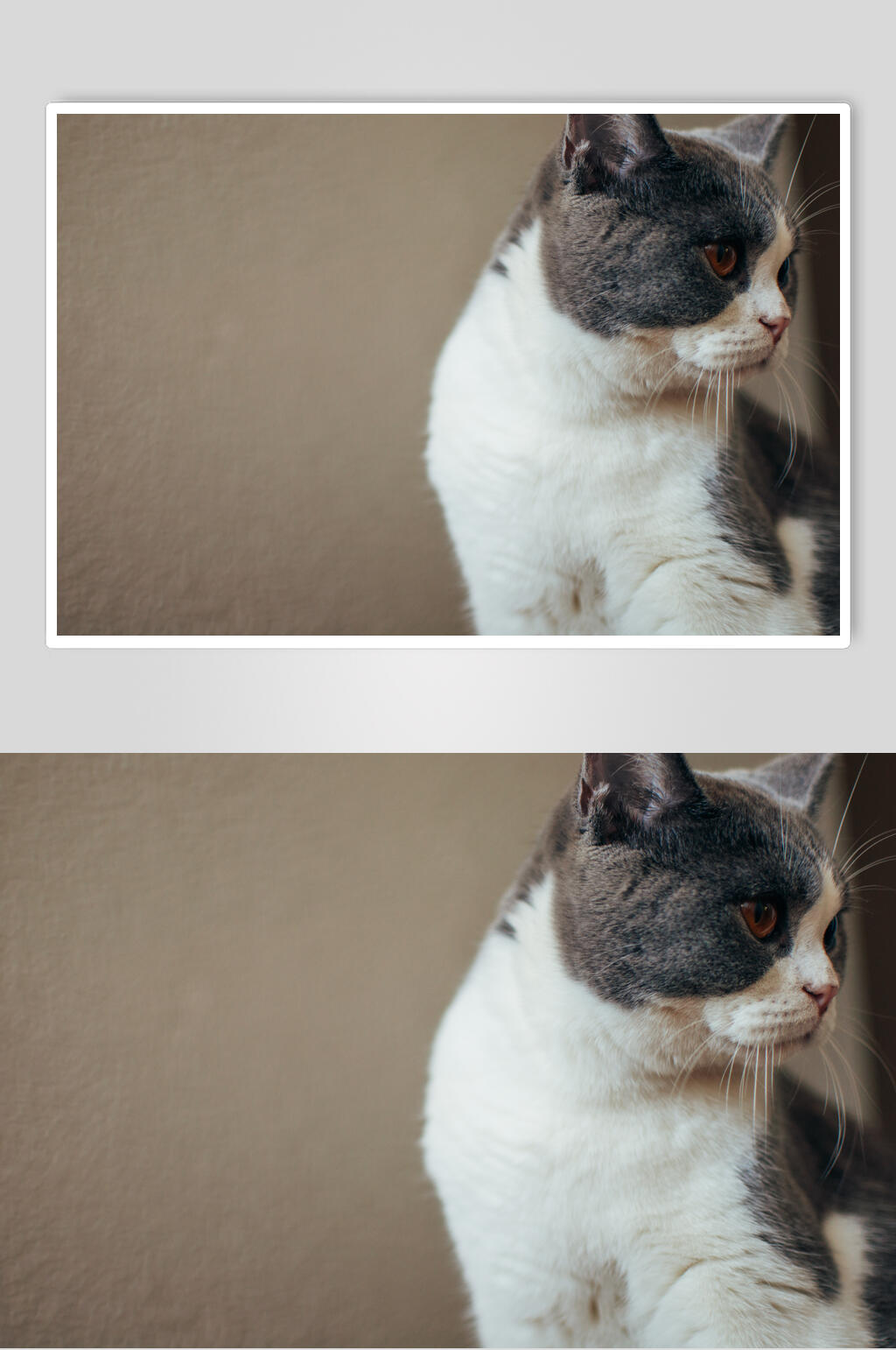时尚简约猫咪图片素材