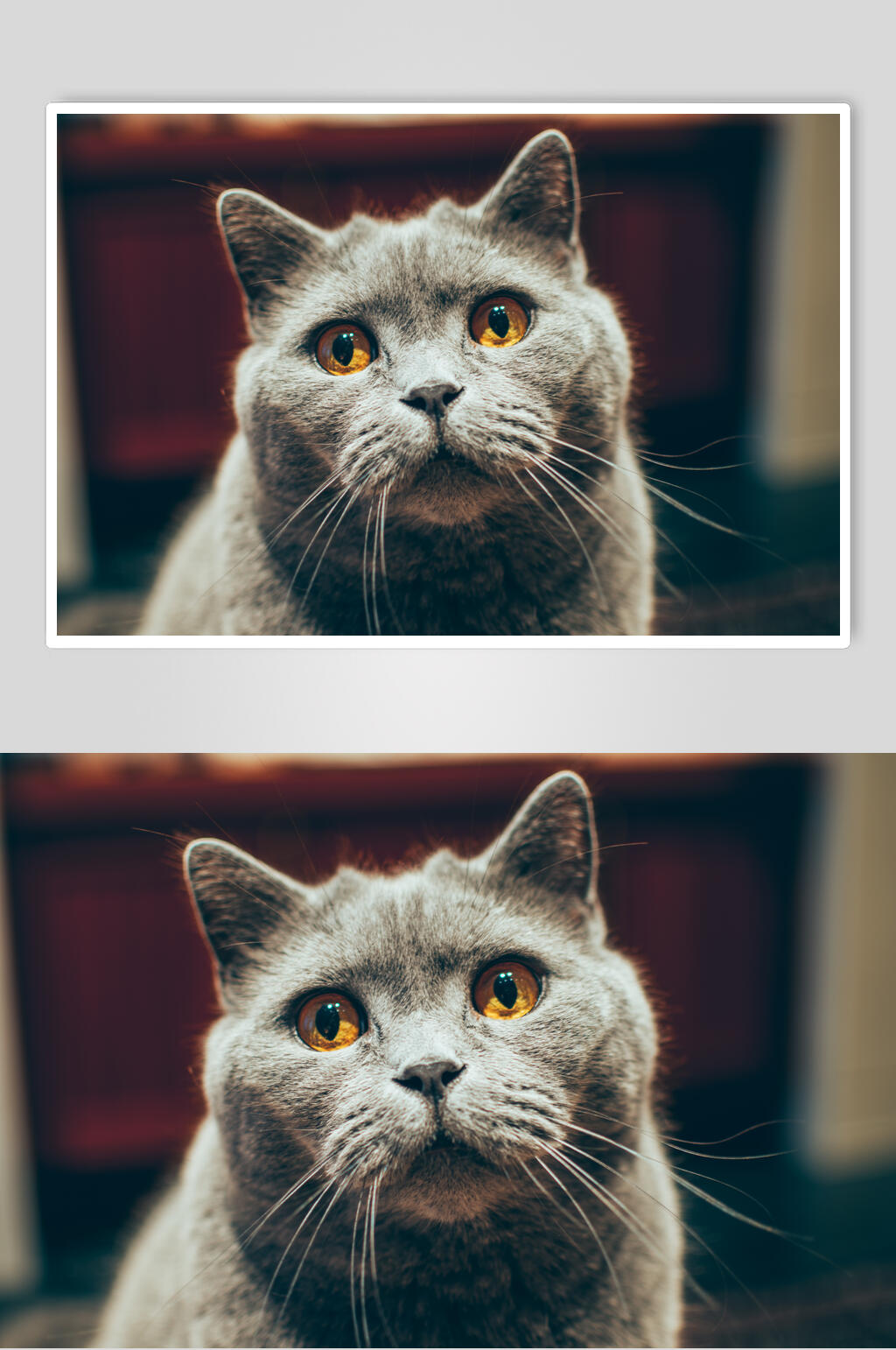 简约猫咪图片素材