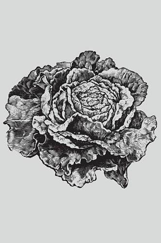 叶子黑色手绘植物蔬菜素描矢量素材