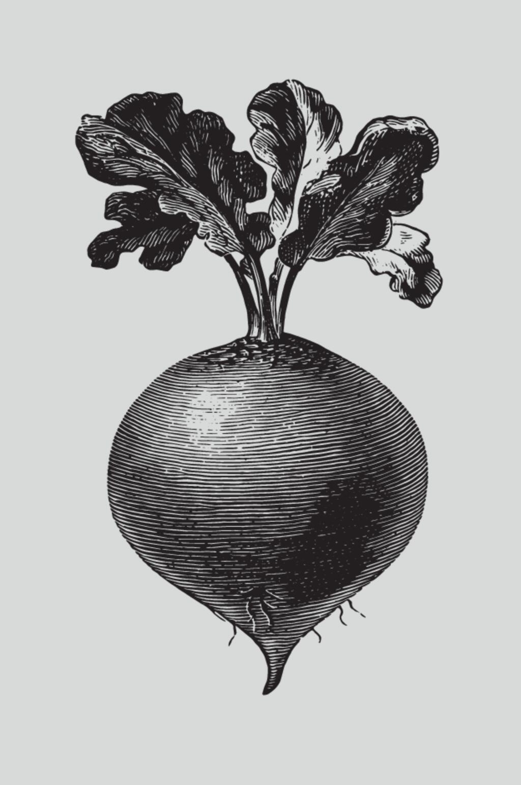 萝卜黑色手绘植物蔬菜素描矢量素材素材