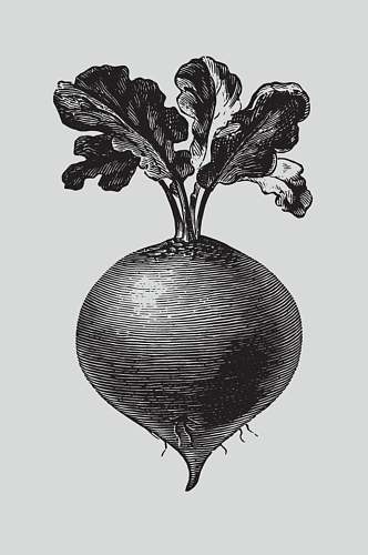 萝卜黑色手绘植物蔬菜素描矢量素材