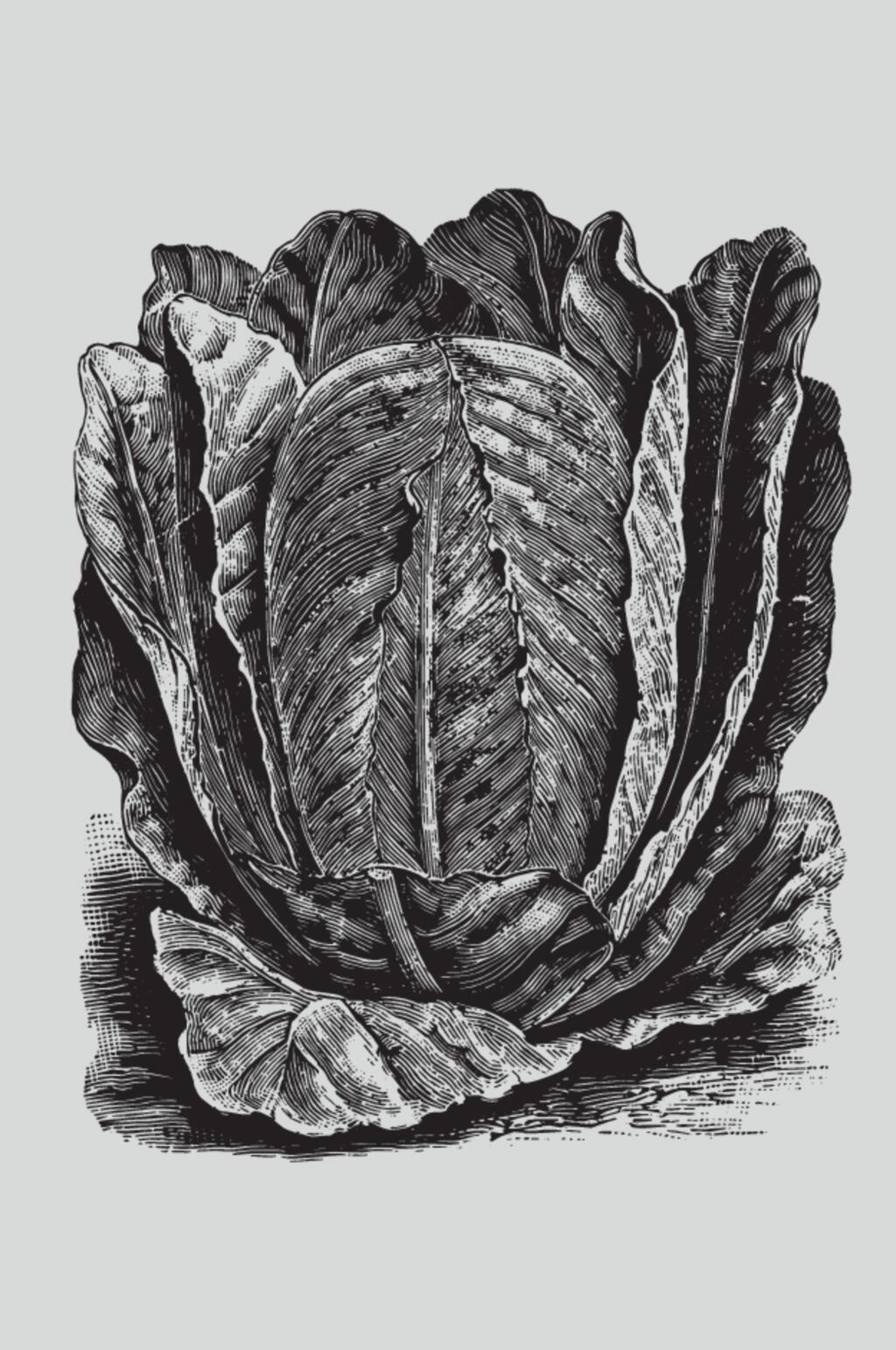 黑色手绘线条植物蔬菜素描矢量素材素材