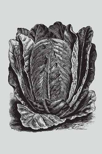 黑色手绘线条植物蔬菜素描矢量素材