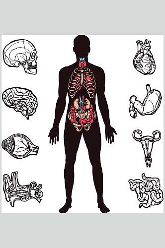 黑色线条简约风人体构造图矢量素材