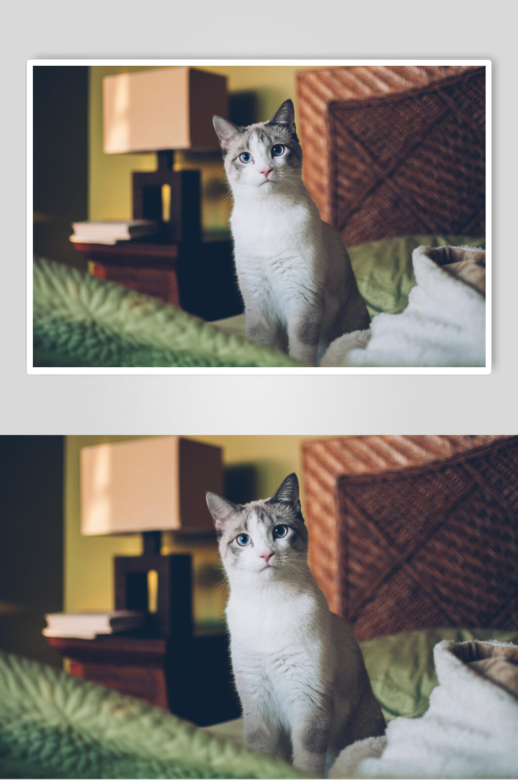 诧异猫咪图片素材