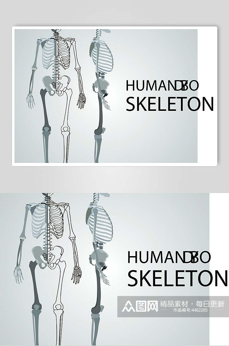 英文人体骨骼医学挂图矢量素材素材