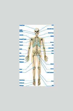 部位人体骨骼医学挂图矢量素材