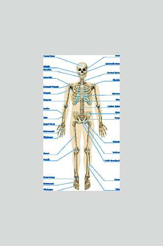 部位人体骨骼医学挂图矢量素材