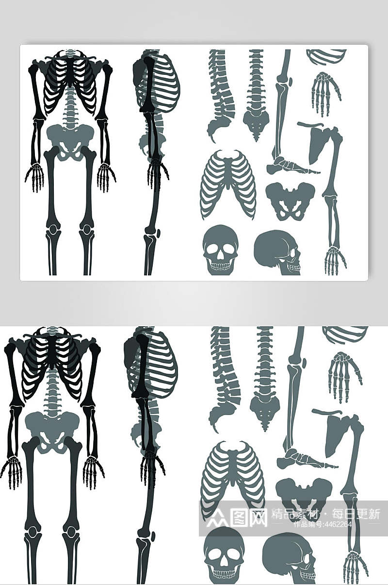 黑色人体骨骼医学挂图矢量素材素材