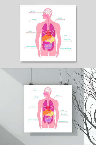 粉色简约手绘人体构造图矢量素材