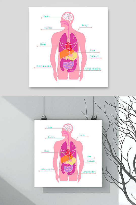 粉色简约手绘人体构造图矢量素材