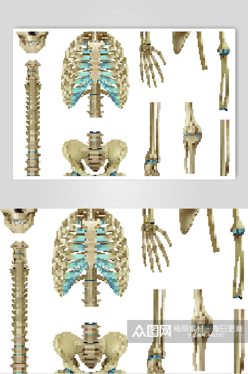 骨头人体骨骼医学挂图矢量素材素材
