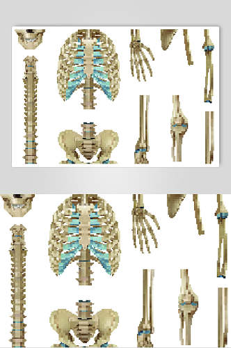 骨头人体骨骼医学挂图矢量素材