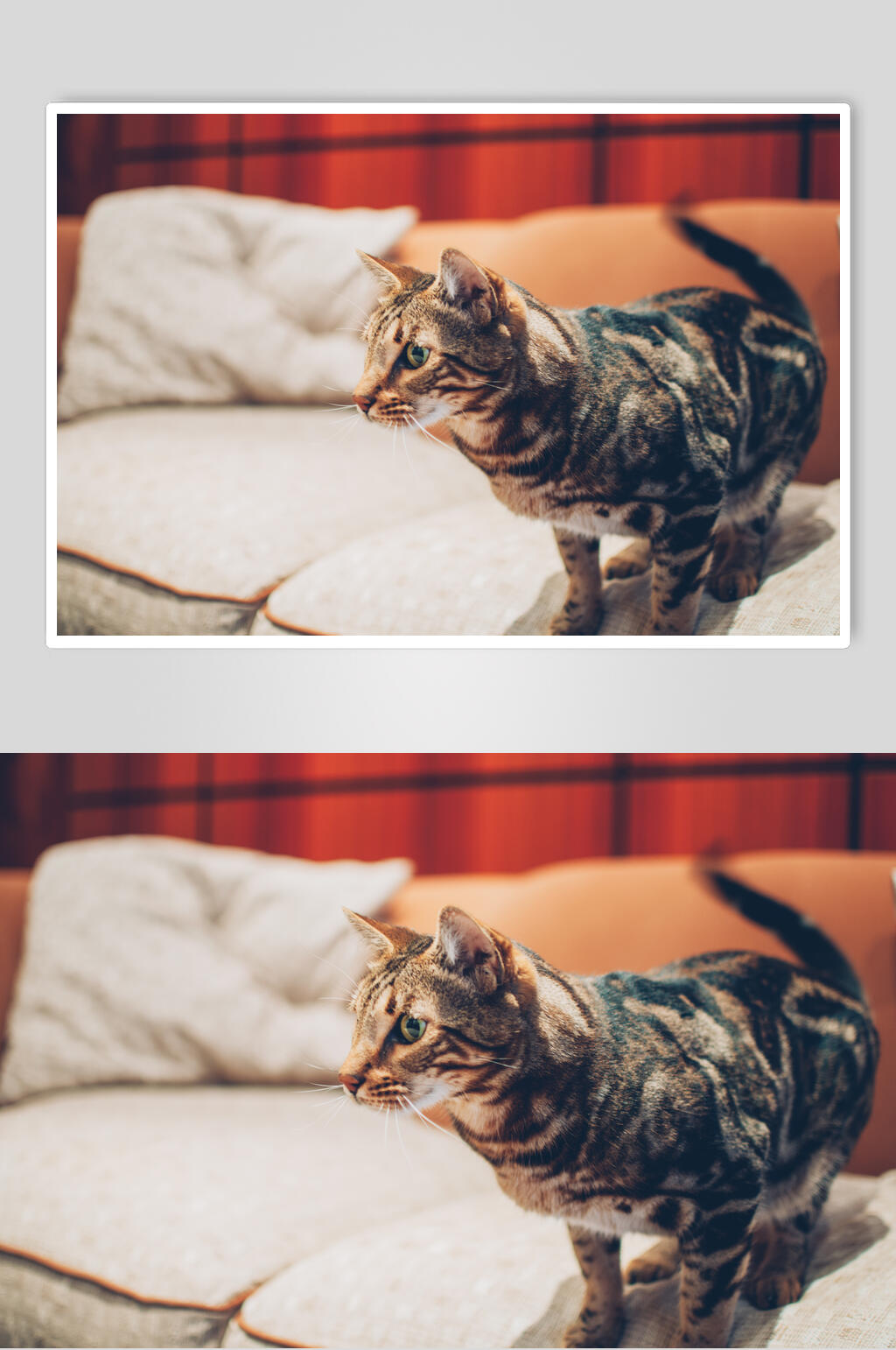 狸猫猫咪图片素材