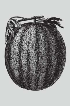 水果黑色叶子植物蔬菜素描矢量素材