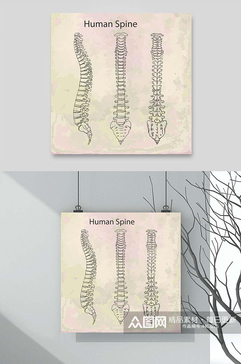 手绘人体骨骼医学挂图矢量素材素材