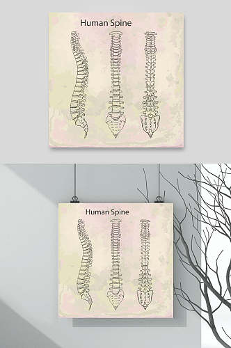手绘人体骨骼医学挂图矢量素材
