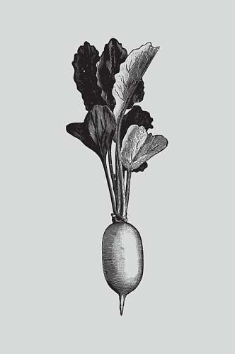 萝卜黑色简约植物蔬菜素描矢量素材
