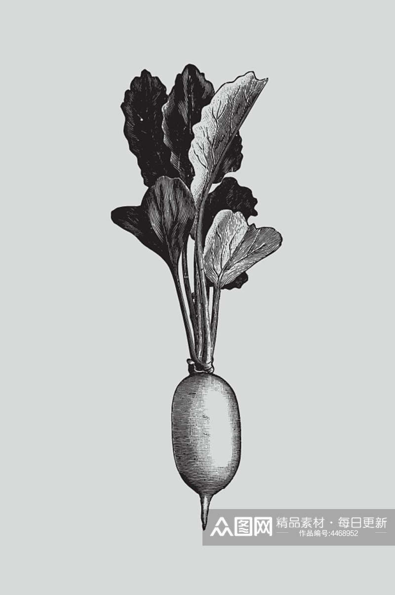 萝卜黑色简约植物蔬菜素描矢量素材素材