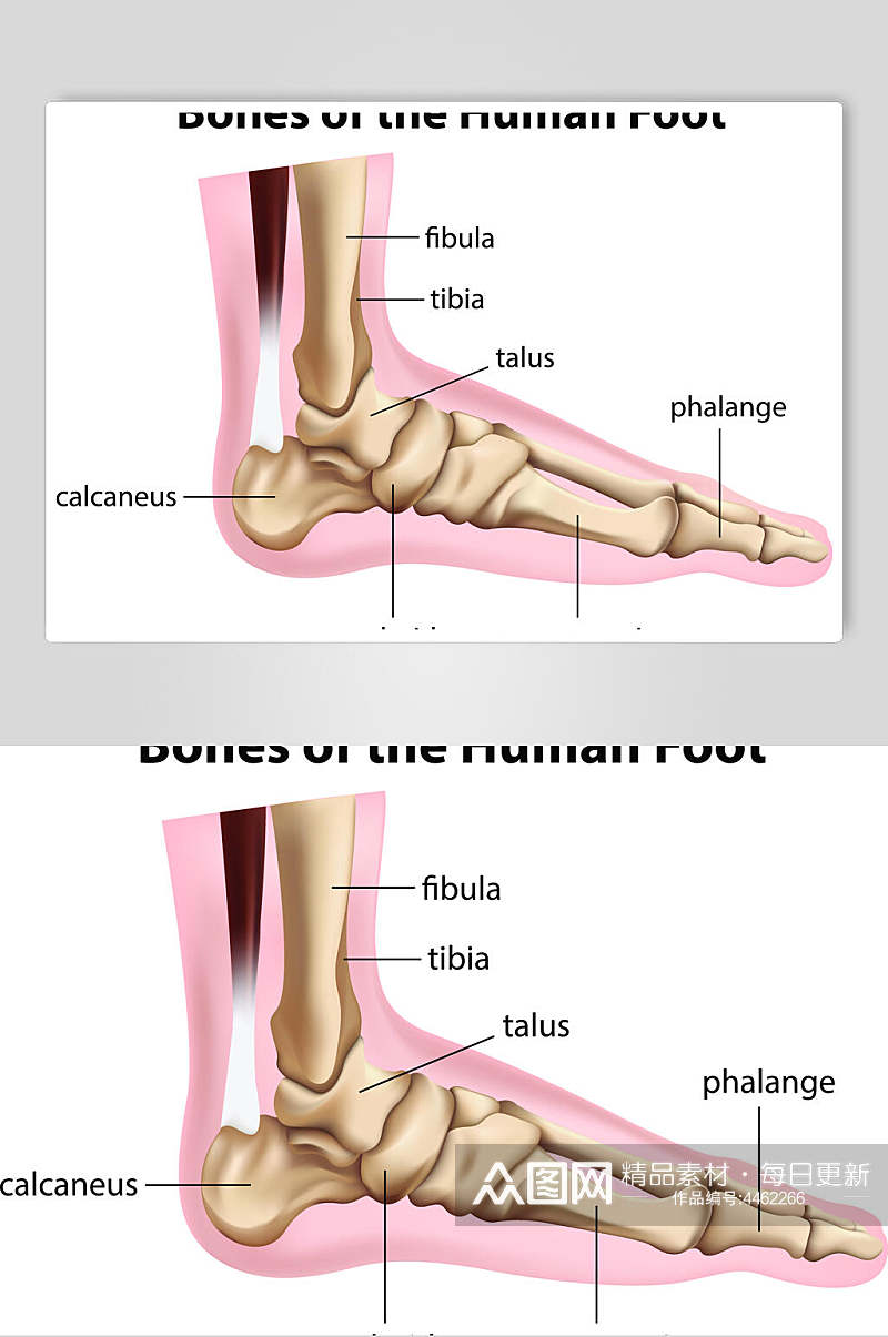 脚人体骨骼医学挂图矢量素材素材