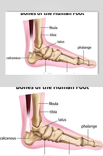 脚人体骨骼医学挂图矢量素材