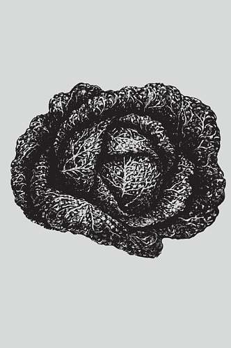 线条纹理黑色植物蔬菜素描矢量素材