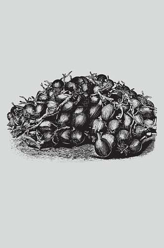黑色时尚手绘植物蔬菜素描矢量素材