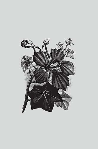 素雅黑色手绘植物蔬菜素描矢量素材