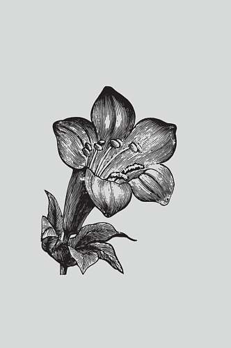 花朵手绘黑色植物蔬菜素描矢量素材