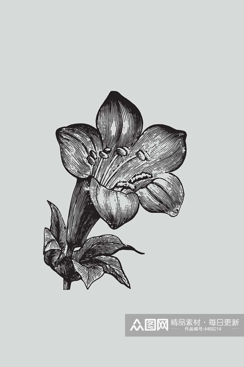 花朵手绘黑色植物蔬菜素描矢量素材素材