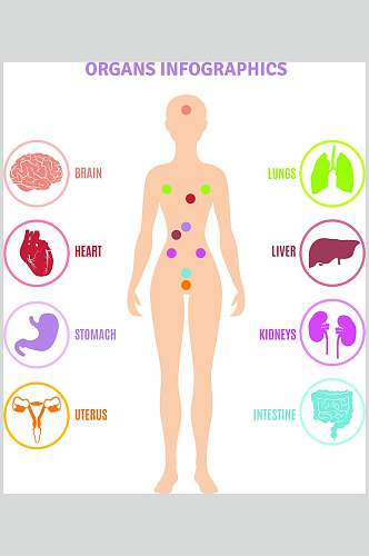 彩色器官手绘人体构造图矢量素材