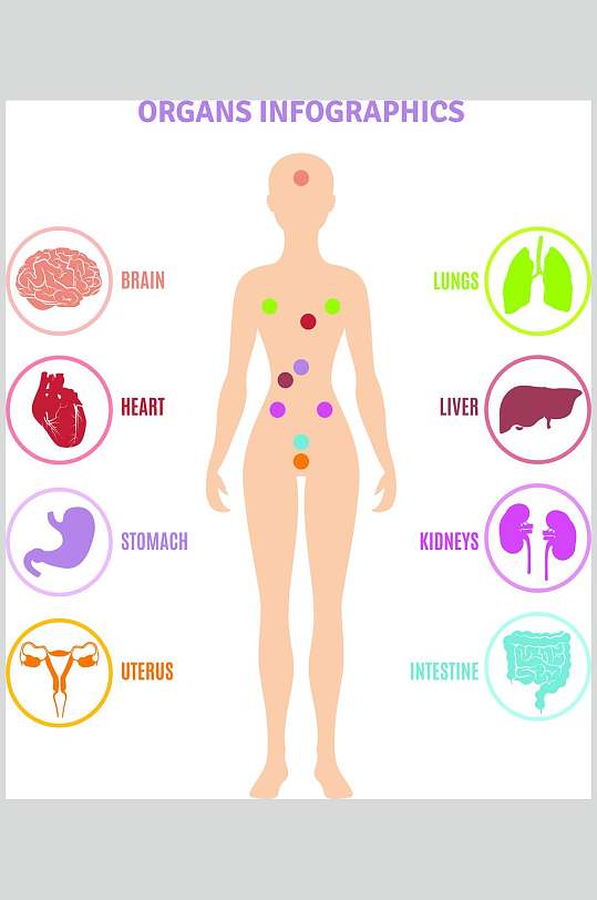 彩色器官手绘人体构造图矢量素材