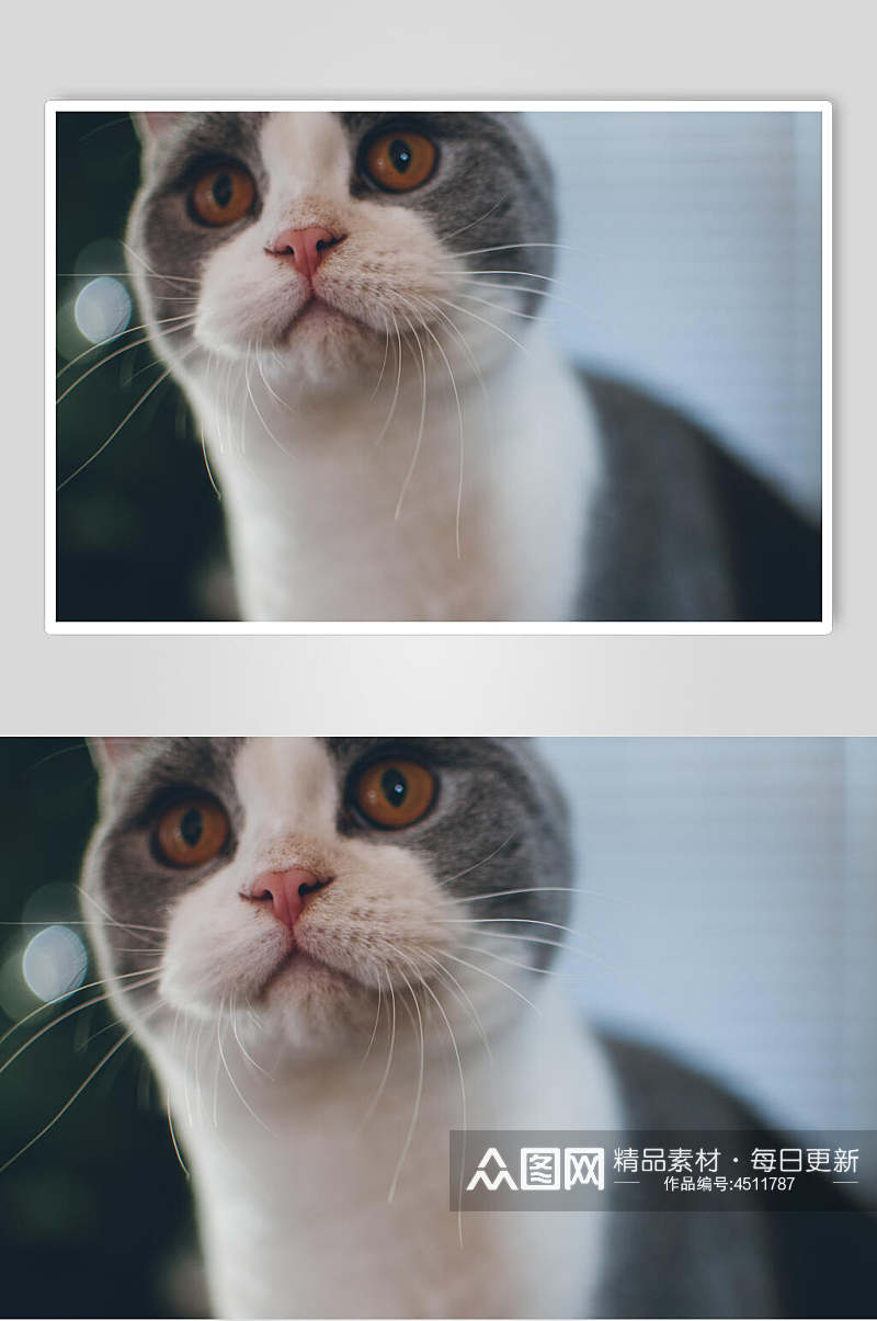 橘色瞳猫咪图片素材