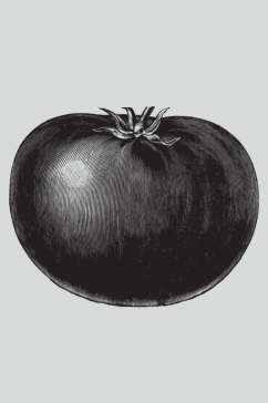 手绘黑色简约植物蔬菜素描矢量素材